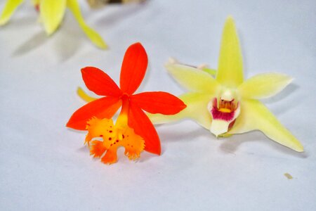 Petal foreign bloom