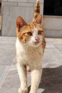 Pet mammal fur