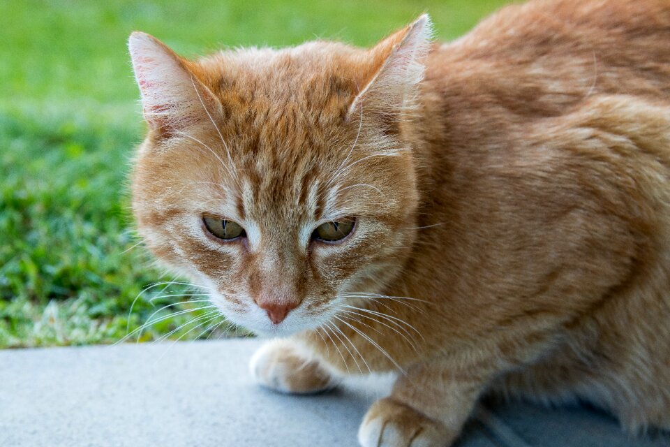 Domestic cat animal mackerel