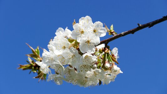 Cherry wood nature plant