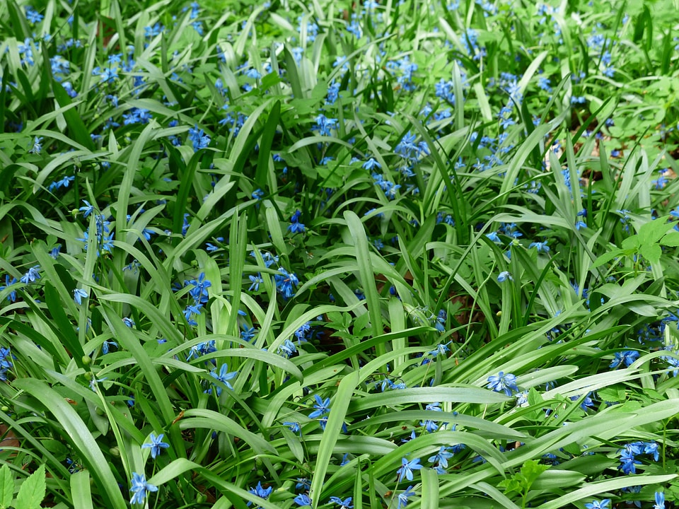 Bloom blue scilla campanulata