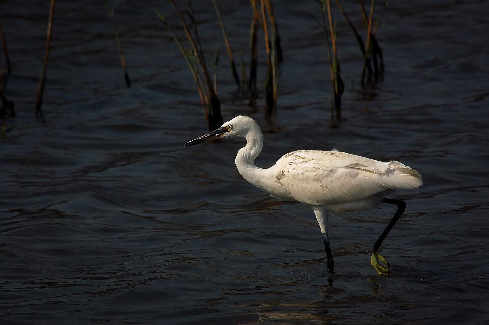 Wildlife pond egret