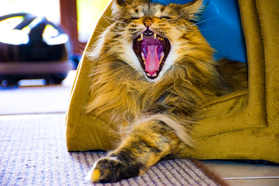 Portrait cat animal