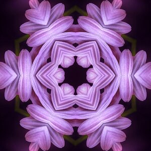 Kaleidoscope purple flower