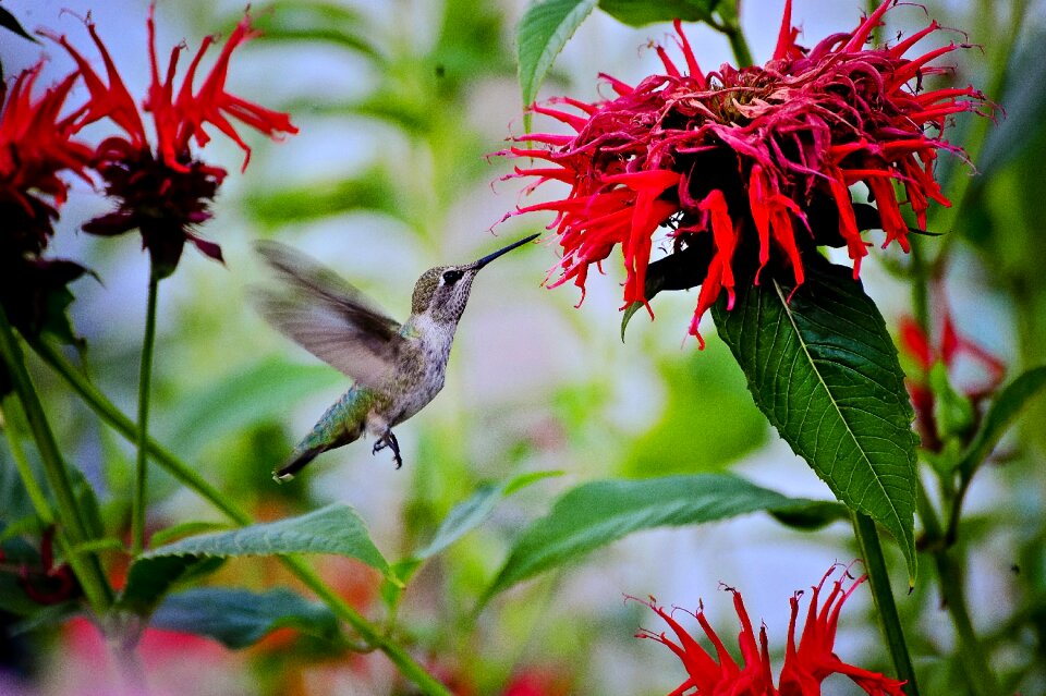 Summer leaf humming bird