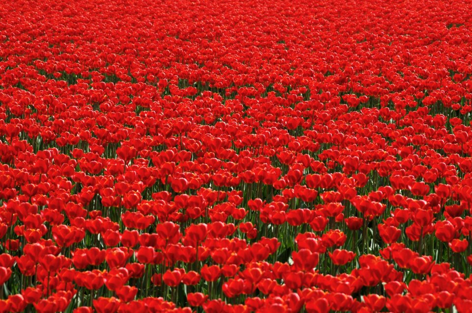 Bollengewas red red tulip