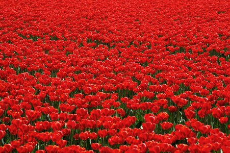 Bollengewas red red tulip
