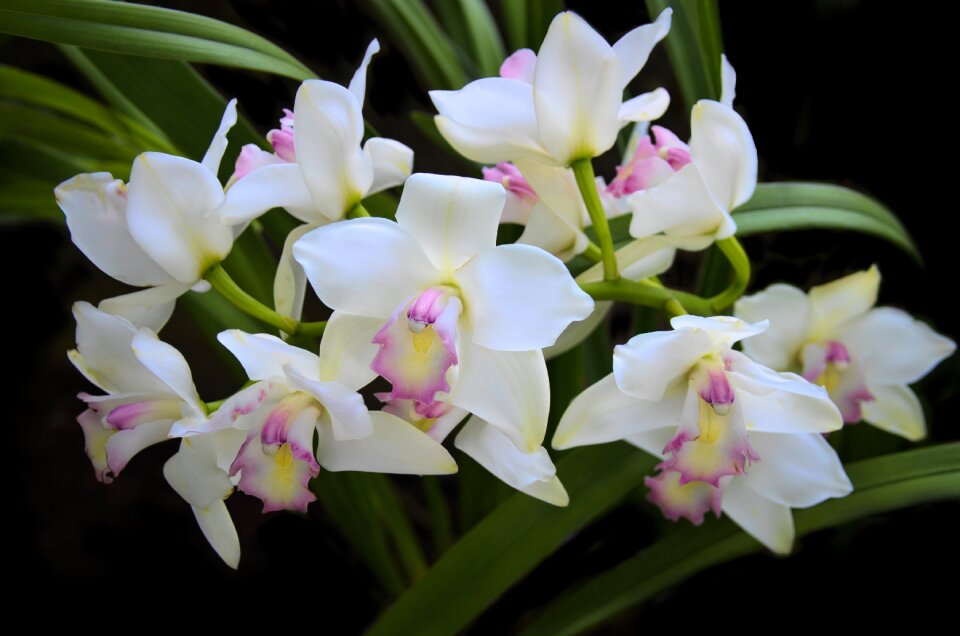 Tropical nature garden