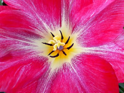 Plant garden floral photo