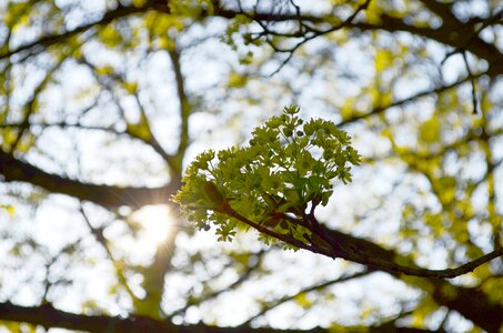 Spring flowers Free photos photo