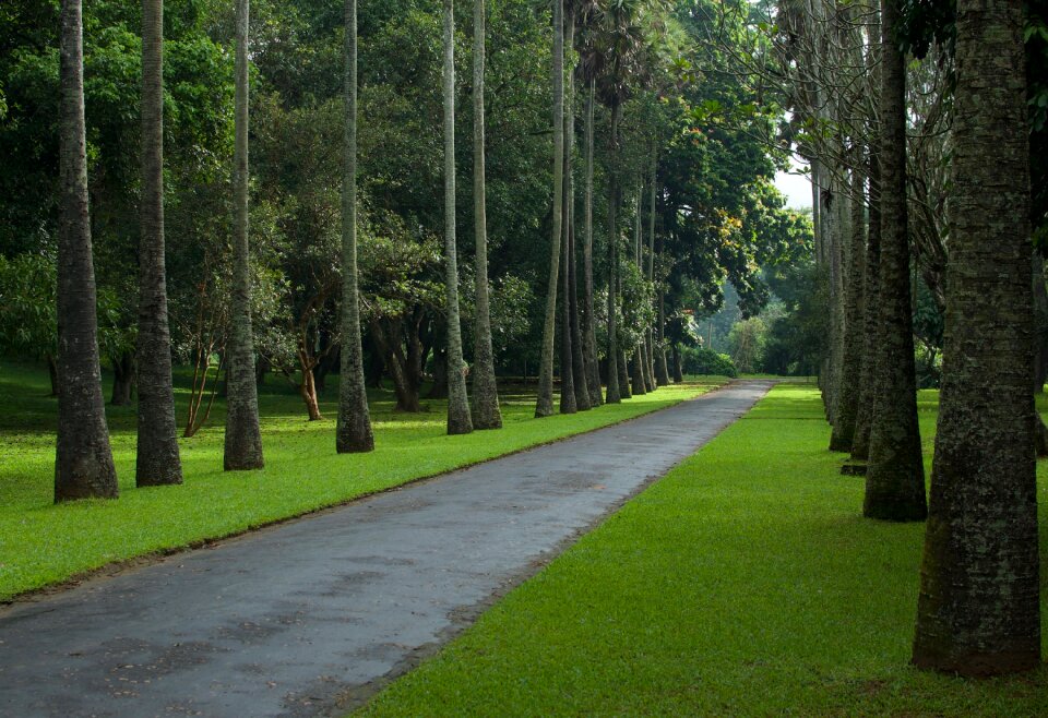 Road nature landscape