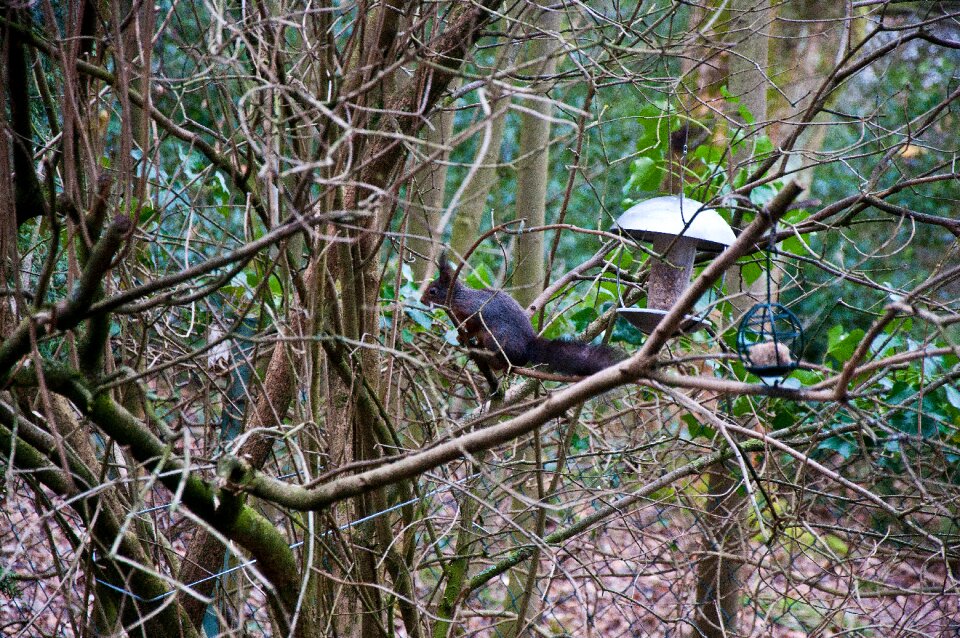 Wood nature bird