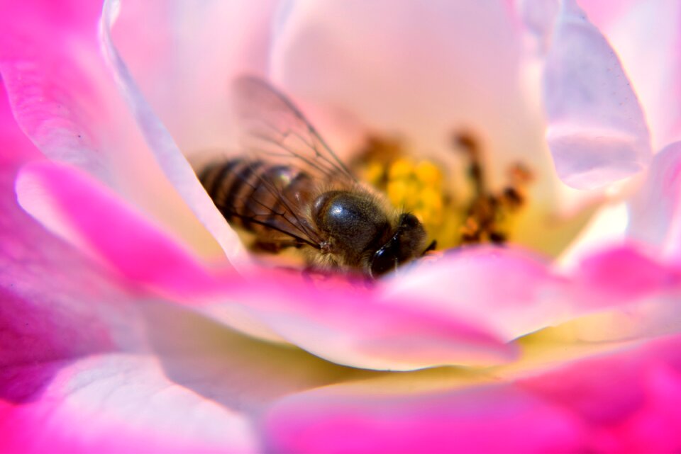Insect nature petals