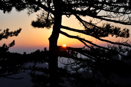Dawn wood huangshan