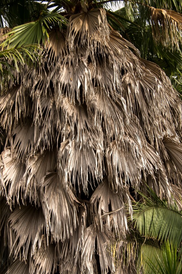 Washingtonia palm tree
