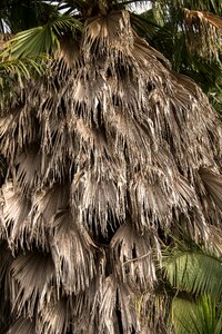 Washingtonia palm tree photo