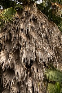 Washingtonia palm tree
