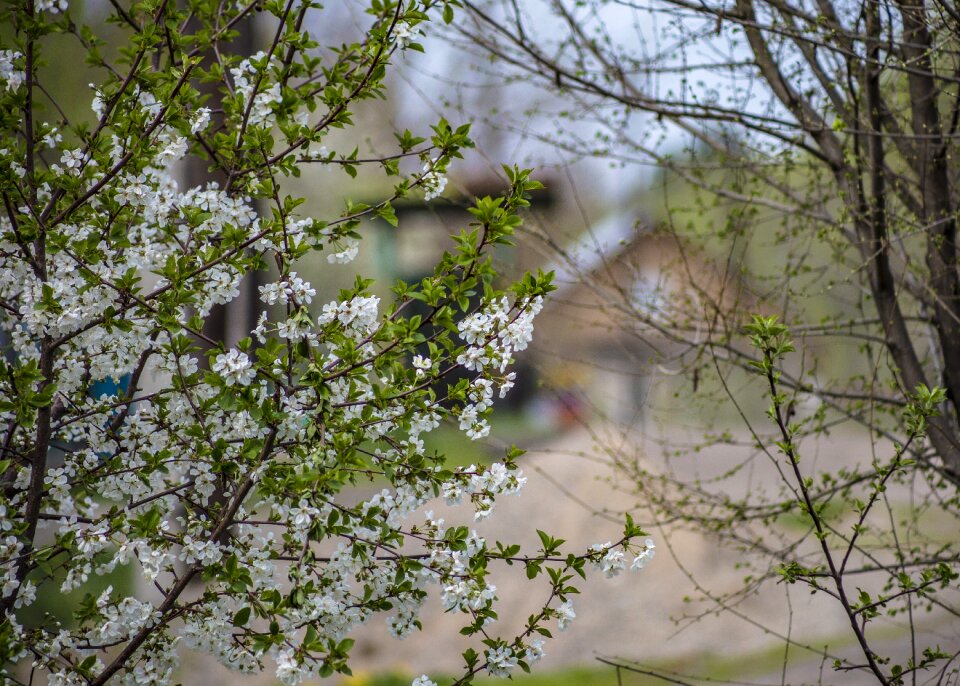 Season spring freshness