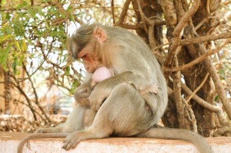 Primate wildlife cute