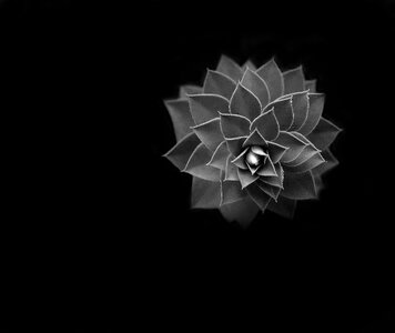 Plant black and white flower