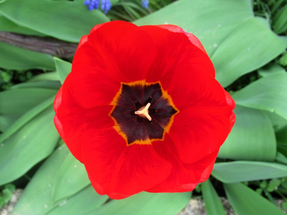 Spring tulip Free photos
