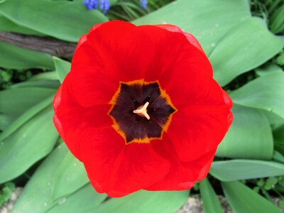 Spring tulip Free photos