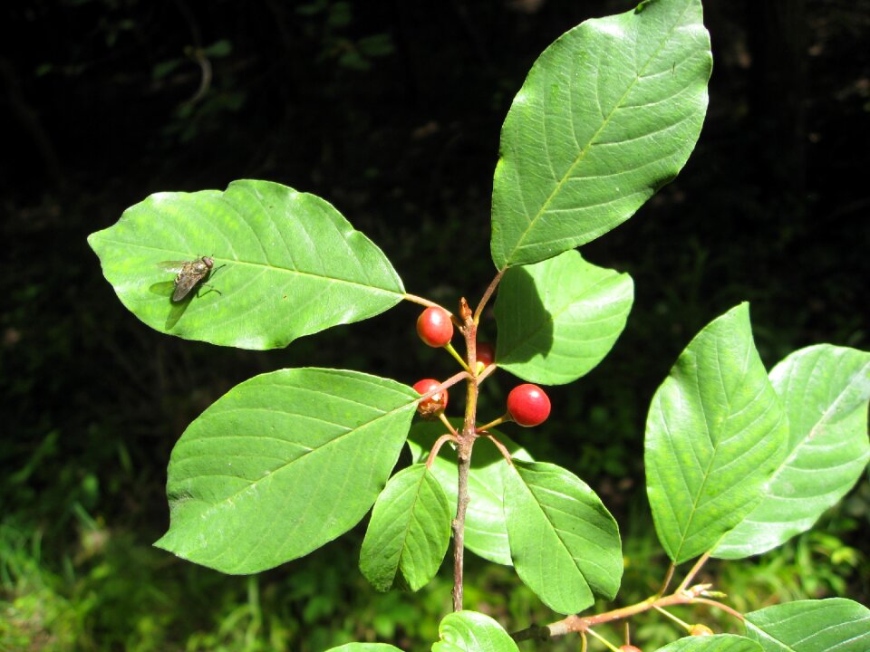 Plant tree rhamnus frangula