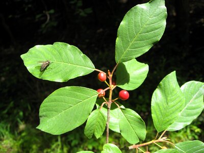 Plant tree rhamnus frangula