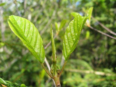 Nature growth rhamnus frangula