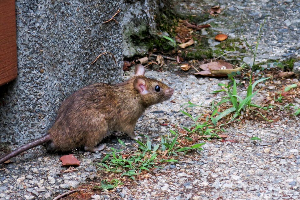 Animal cute mouse