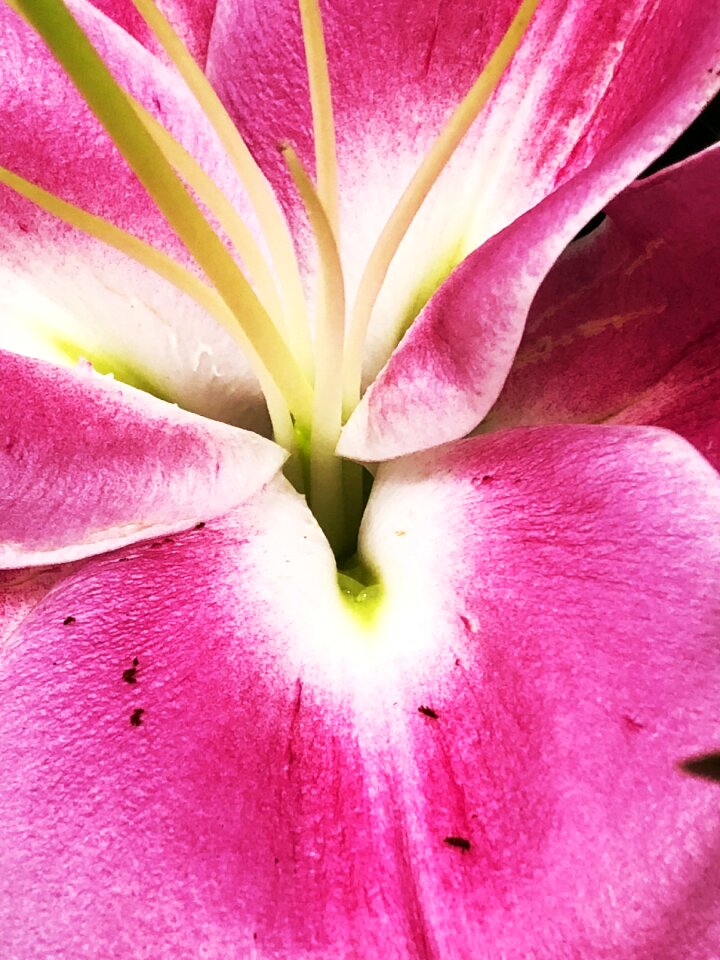 Summer garden petal