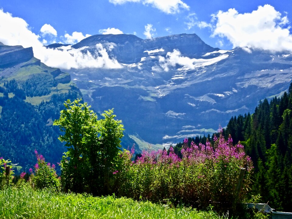 Wood landscape mountain peak