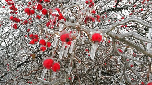 Nature ice freezing rain photo