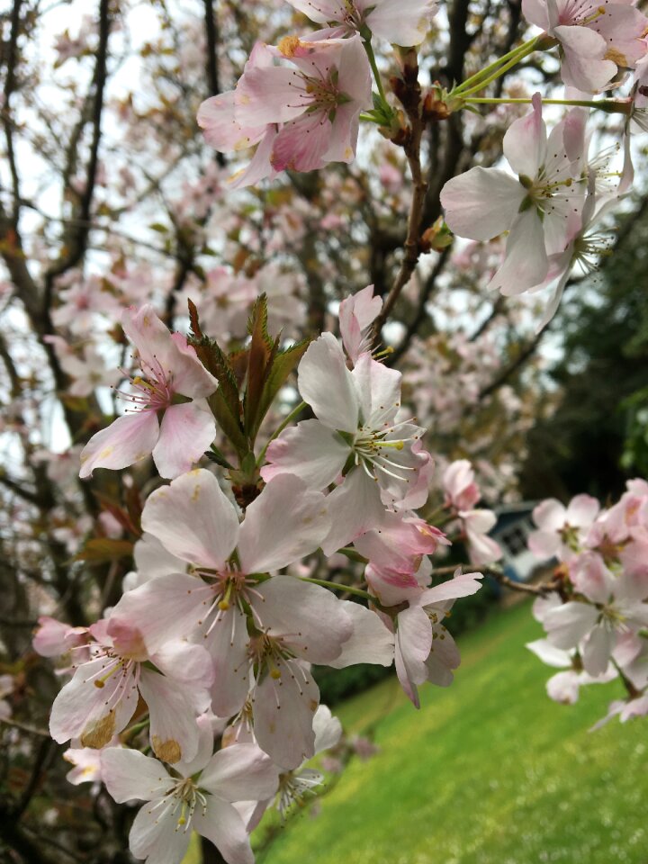 Branch flora blossom tree