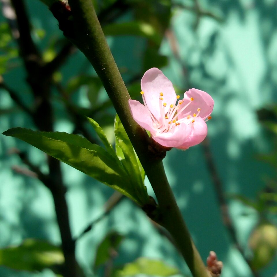 Outdoors plant leaf