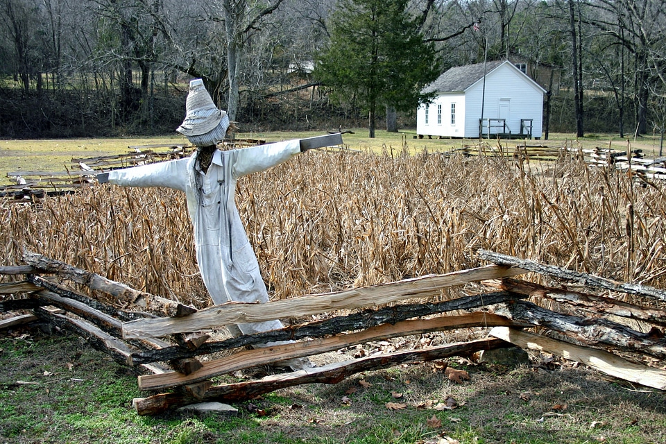 Corn scarecrow fall