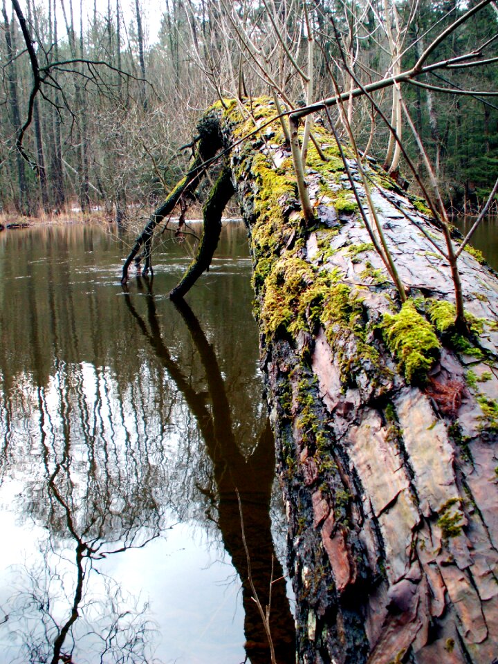 At the court of river branch