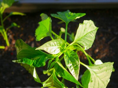 Growth freshness peppers photo