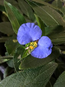 Flower flowers celeste photo