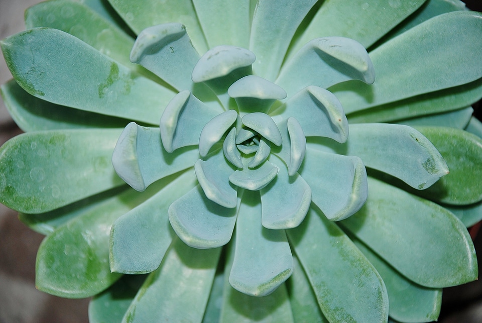 Fresh green plants nature