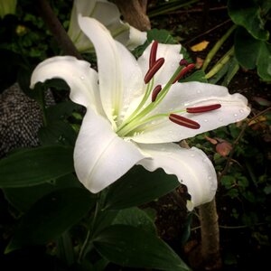 Lily leaf petal