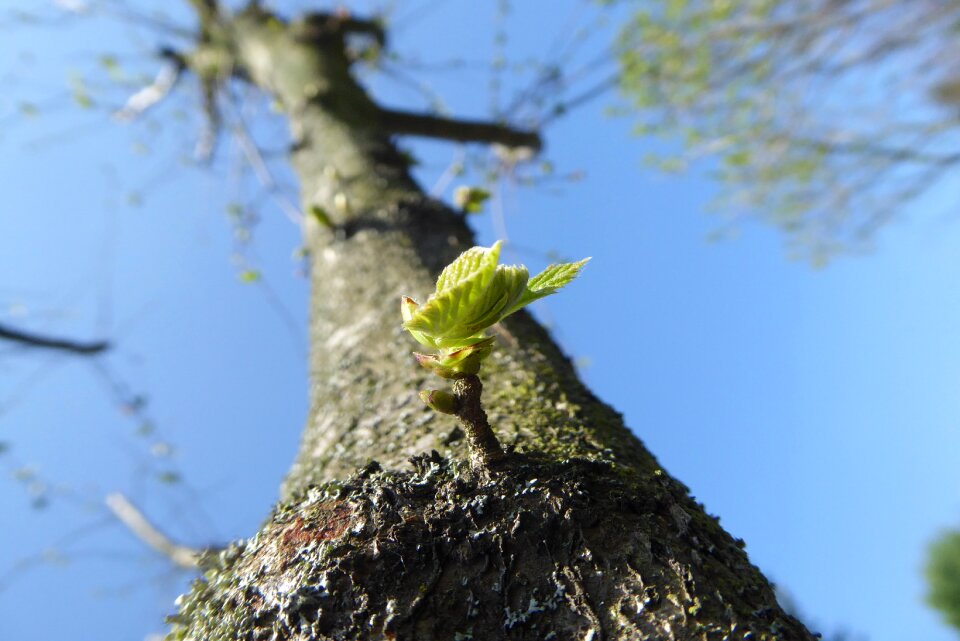 Branch season bud