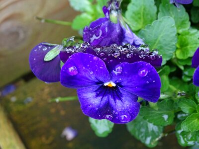 Leaf garden floral photo