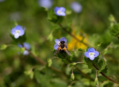Bee cornflower flower photo