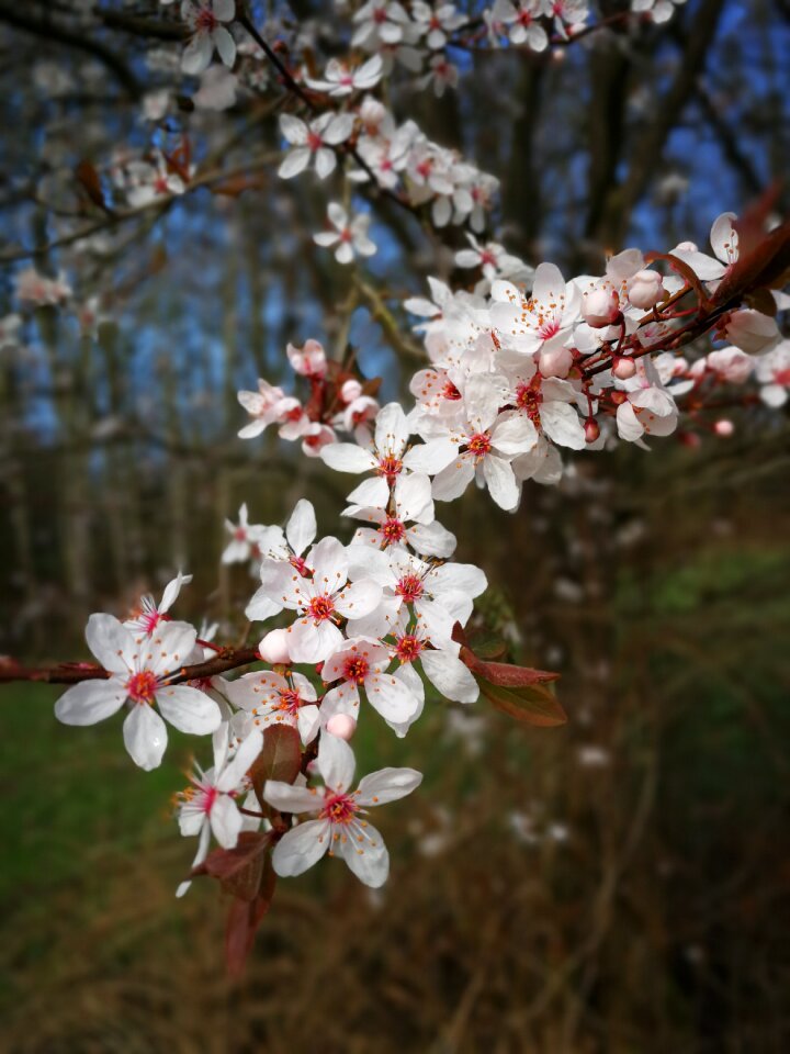 Flower season nature photo