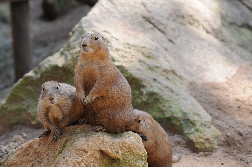 Marmot nature animal