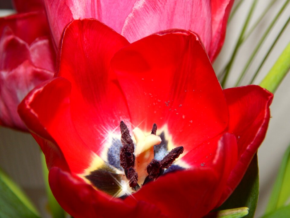 Red flower nature macro