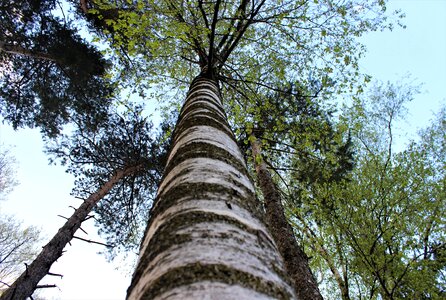 Wood nature leaf photo