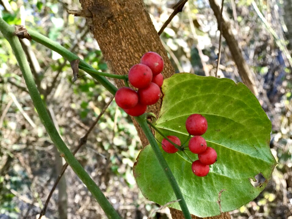Fruit branch little