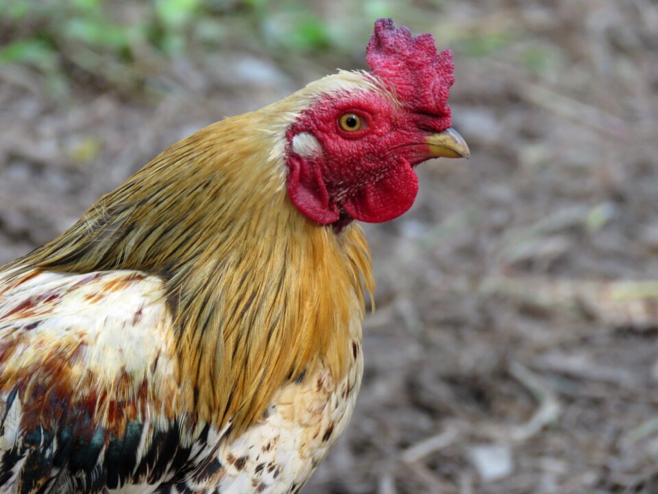 Bird cock photo